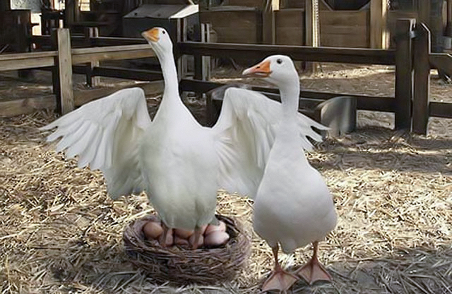 "Charlotte's Web" Animatronic Geese for Stan Winston Studio