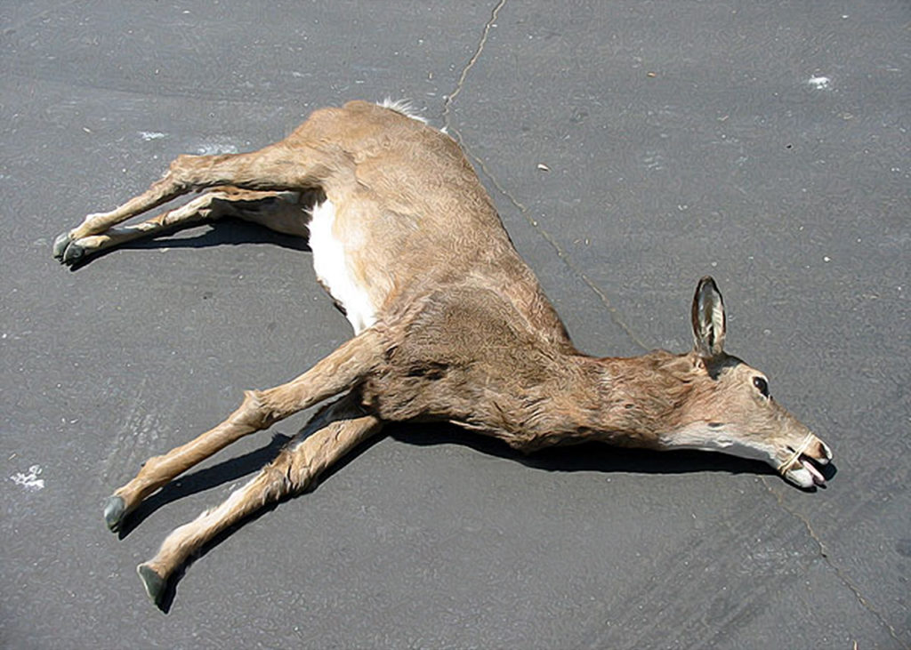 "Vampire Bats" prop dead deer for Animal Makers Inc